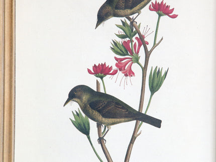 Bird Framed Print (Set of 4) - Multicolor