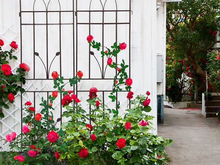 Metal Garden Trellis Rustproof For Climbing Plants Outdoor Flower Support