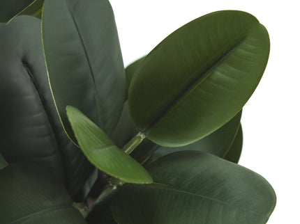 31" Tall, Artificial Plant, Garcinia Tree, Indoor, Faux, Fake, Floor, Greenery, Potted, Real Touch, Decorative - Green / White