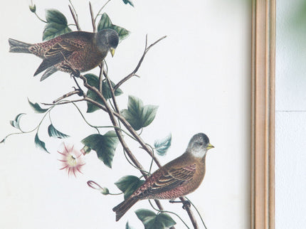 Bird Framed Print (Set of 4) - Multicolor