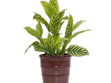 3 Pieces Flowerpot, Planter For Patio, Garden Or Windowsills