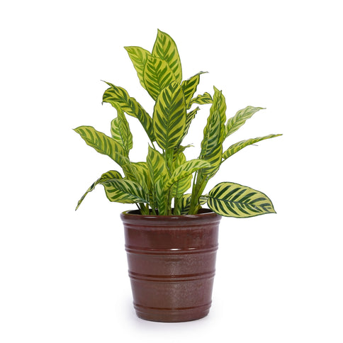 3 Pieces Flowerpot, Planter For Patio, Garden Or Windowsills