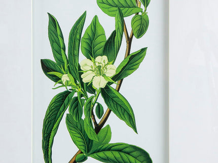 Botanical Flower Wall Art, Home Decor For Living Room Dining Room, Bedroom, Hallway (Set of 4) - White / Blue